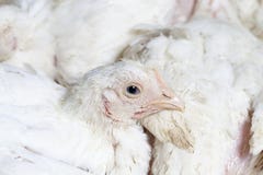 Broiler Breed Of Chicken Royalty Free Stock Image