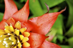 Bromeliad rosado y amarillo Hawaii fotos de archivo Bromeliad rosado y amarillo Hawaii fotos de archivo