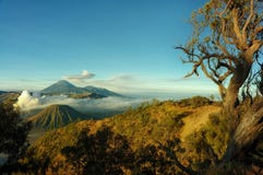 Bromo berg med filialträdförgrund royaltyfri foto Bromo berg med filialträdförgrund royaltyfri foto