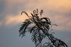 Broom watching the rainbow colored sky royalty free stock photo Broom watching the rainbow colored sky royalty free stock photo