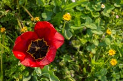 Brote abierto rojo del tulipán Visi?n superior imagenes de archivo Brote abierto rojo del tulipán Visi?n superior imagenes de archivo