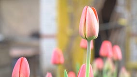 Brote cerrado del tulipán rojo Brote cerrado del tulipán rojo