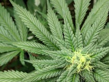Brote de la marijuana imágenes de archivo libres de regalías Brote de la marijuana imágenes de archivo libres de regalías