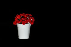 Brotes de las rosas rojas en un cubo blanco en un fondo negro fotos de archivo Brotes de las rosas rojas en un cubo blanco en un fondo negro fotos de archivo