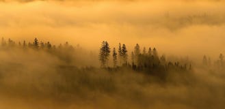 Brouillard dans une forêt de montagne image stock Brouillard dans une forêt de montagne image stock