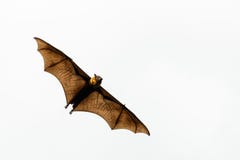Brown Bat flying for somewhere. Brown bat isolated stock photography Brown Bat flying for somewhere. Brown bat isolated stock photography