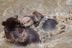 Brown bear couple cuddling in water. Two brown bears play in the water. royalty free stock photos Brown bear couple cuddling in water. Two brown bears play in the water. royalty free stock photos