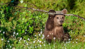 Brown Bear Cub Play With Birch Branch In Summer Forest Among White Flowers. Scientific Name: Ursus Arctos. Natural Green Royalty Free Stock Image Brown Bear Cub Play With Birch Branch In Summer Forest Among White Flowers. Scientific Name: Ursus Arctos. Natural Green Royalty Free Stock Image