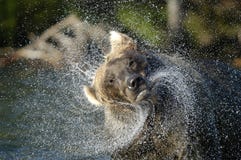 Brown bear in river and water spraying