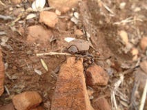 A beetle crawls on the rock royalty free stock images A beetle crawls on the rock royalty free stock images