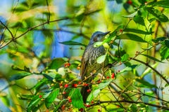 Brown Bird Red Berries Tree Beihai Park Beijing China royalty free stock photography Brown Bird Red Berries Tree Beihai Park Beijing China royalty free stock photography