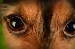 Brown and Black Animal Eyes Stock Photo Brown and Black Animal Eyes Stock Photo