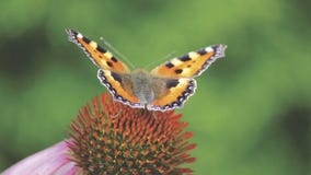 Brown Black and Gray Butterfly on Red and Green Flower Royalty Free Stock Images Brown Black and Gray Butterfly on Red and Green Flower Royalty Free Stock Images