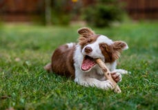 Brown border collie dog sitting on the ground royalty free stock photo Brown border collie dog sitting on the ground royalty free stock photo