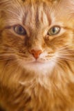 Brown Cat, Red Male Cat, Ginger Cat Stock Image