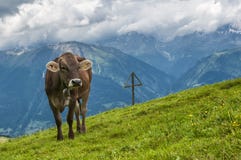 Brown Cow On Alpine Meadow Stock Image