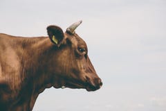 Brown Cow Side View in Low Angle Photography Stock Images Brown Cow Side View in Low Angle Photography Stock Images