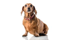 Brown Dachshund Dog Portrait Isolated Over White Background Stock Images Brown Dachshund Dog Portrait Isolated Over White Background Stock Images