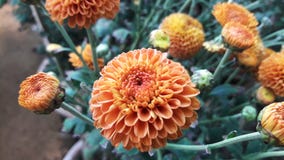 Brown Dahlia flower in a park on close view. stock photo Brown Dahlia flower in a park on close view. stock photo