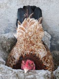 Brown Domestic Chicken, Female Chicken or Hen Incubating Her Own Eggs stock image Brown Domestic Chicken, Female Chicken or Hen Incubating Her Own Eggs stock image