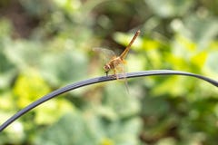 Brown dragonfly eating insects on black cable. stock photography Brown dragonfly eating insects on black cable. stock photography