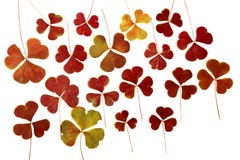 Brown dry pressed clover leaves isolated on white background. Herbarium. May be used in scrapbooking, floristry or oshibana. royalty free stock photos Brown dry pressed clover leaves isolated on white background. Herbarium. May be used in scrapbooking, floristry or oshibana. royalty free stock photos