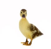 Brown Duckling Stock Image Brown Duckling Stock Image