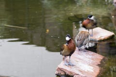 Brown ducks are standing on the rocks. Beautiful multi colored birds in the pond Royalty Free Stock Photos Brown ducks are standing on the rocks. Beautiful multi colored birds in the pond Royalty Free Stock Photos
