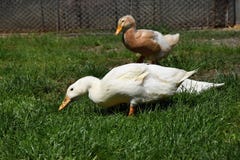 Brown et canard blanc dans l'herbe à une ferme Photographie stock Brown et canard blanc dans l'herbe à une ferme Photographie stock