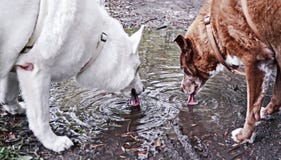 Brown et chien blanc de couples image libre de droits Brown et chien blanc de couples image libre de droits