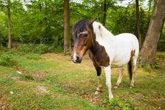 Brown et nouveau cheval blanc de poney de forêt photo stock Brown et nouveau cheval blanc de poney de forêt photo stock