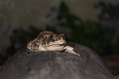 Brown frog on a log stock photography Brown frog on a log stock photography