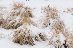 Snowy dry grass in winter stock images Snowy dry grass in winter stock images