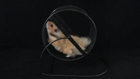 black hamster wheel