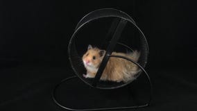 black hamster wheel
