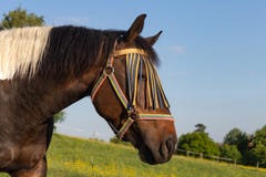 brown horse on springtime meadow royalty free stock photography brown horse on springtime meadow royalty free stock photography