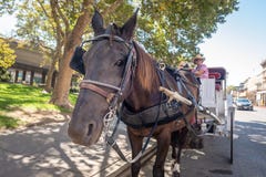 Horse and carriage in Sacramento, California royalty free stock image Horse and carriage in Sacramento, California royalty free stock image