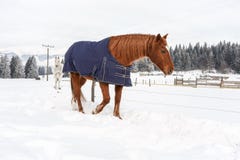 Brown horse walking in snow, covered with a blanket coat to keep warm during winter, wooden ranch fence and trees in stock image Brown horse walking in snow, covered with a blanket coat to keep warm during winter, wooden ranch fence and trees in stock image