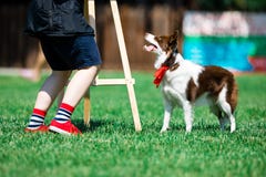 Brown i biały Border collie podczas posłuszeństwa szkolenia obrazy stock Brown i biały Border collie podczas posłuszeństwa szkolenia obrazy stock