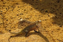 Brown iguana na piaskowatym brzeg obrazy stock Brown iguana na piaskowatym brzeg obrazy stock