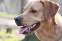 Brown Labrador, das weg im Park schaut lizenzfreie stockfotografie Brown Labrador, das weg im Park schaut lizenzfreie stockfotografie