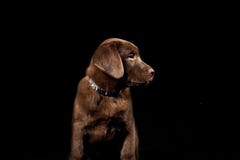 Brown Labrador Retriever Puppy on Black Background with Head Turned Stock Photography Brown Labrador Retriever Puppy on Black Background with Head Turned Stock Photography