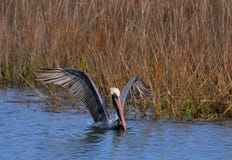 Brown Pelican Stock Photography