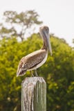 Brown Pelican On Post In Water Royalty Free Stock Photo