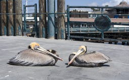 Brown Pelicans Stock Images Brown Pelicans Stock Images