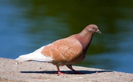 Brown Pigeon Royalty Free Stock Photos