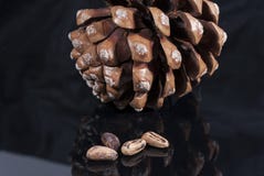Brown pine cone with black cloth glossy black isolated. Brown pine cone with four pine nuts black glossy isolated Stock Photos Brown pine cone with black cloth glossy black isolated. Brown pine cone with four pine nuts black glossy isolated Stock Photos