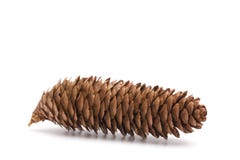 Pinecone on a White Background Stock Photo Pinecone on a White Background Stock Photo