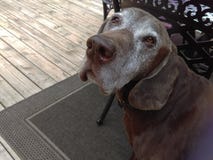 Brown pointer dog royalty free stock photos Brown pointer dog royalty free stock photos