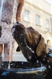 Brown labrador puppy drinking water stock photo Brown labrador puppy drinking water stock photo
